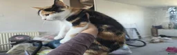 Mixed Breed cats for sale: 4 cats looking for new homes after bereavement - Advert 4