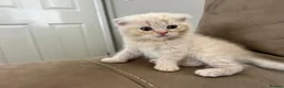 Scottish Fold cats for sale: PUREBRED Scottish fold kittens  - Advert 16
