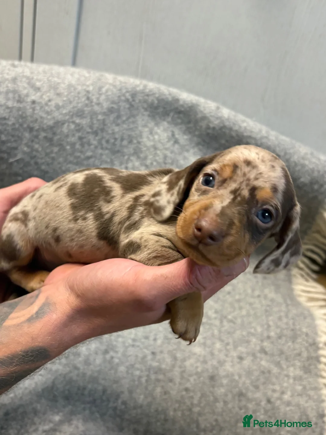 Miniature Dachshund dogs for sale: Beautiful miniature dachshund - Advert 2