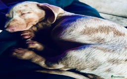 Miniature Dachshund dogs for sale: Miniature dachshund ready now.  - Image 1