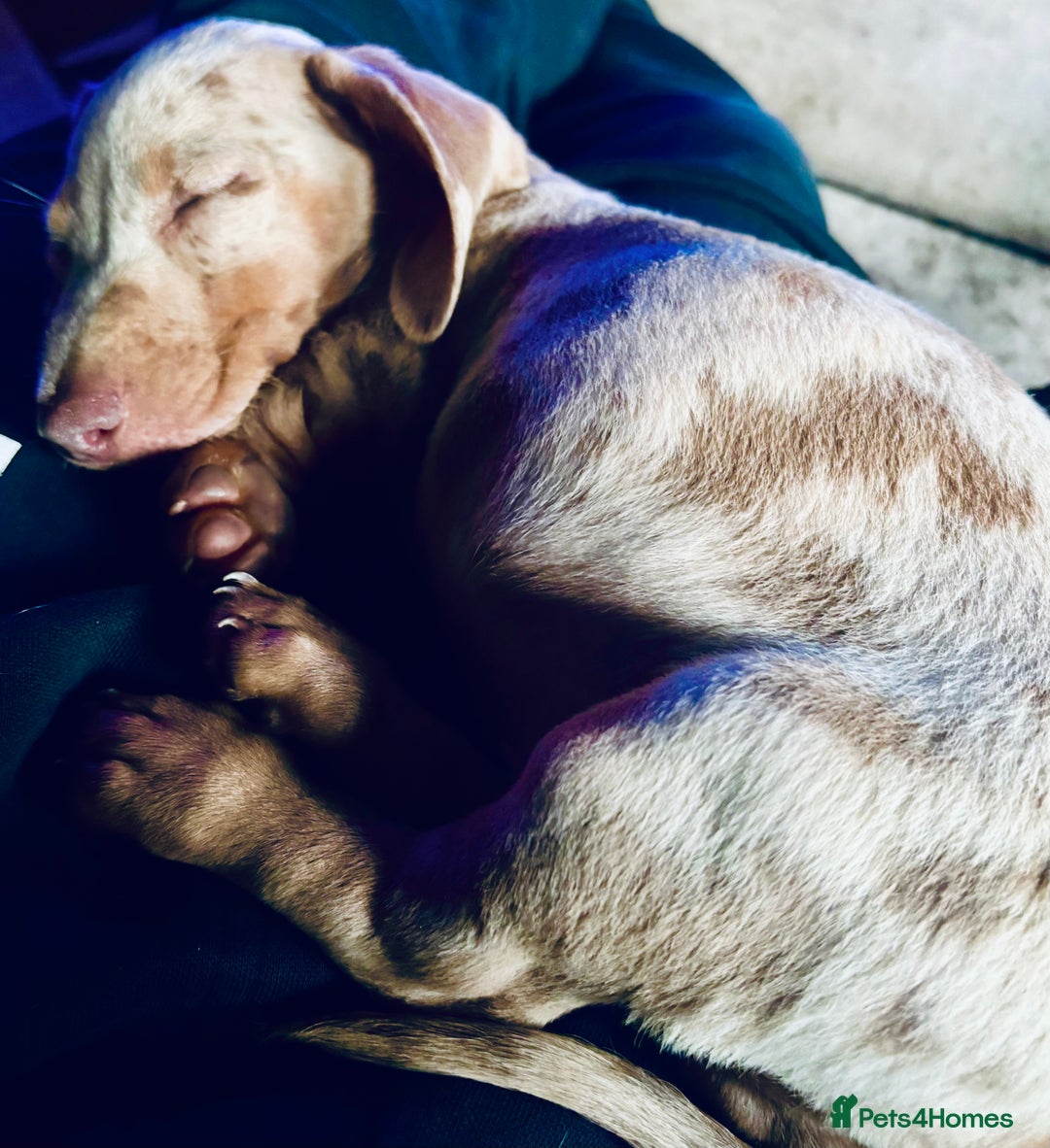 Miniature Dachshund dogs for sale: Miniature dachshund ready now.  - Image 1