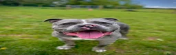 American Bully dogs for adoption: Koda - American Bully (31 kgs) - Advert 3