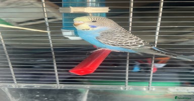 Budgerigars birds - Advert 12
