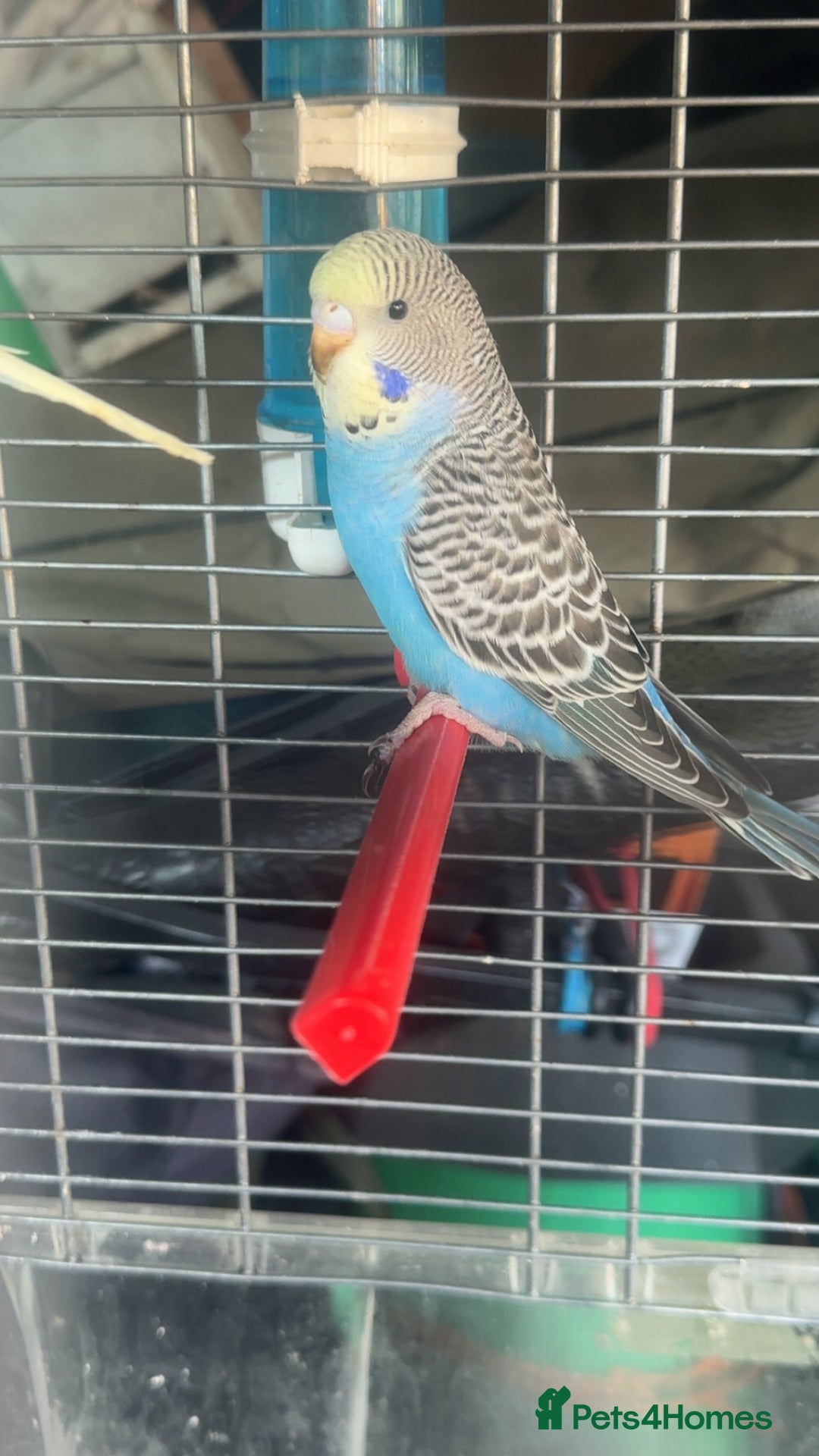 Budgerigars birds for sale: 6 baby budgies for sale  - Image 3