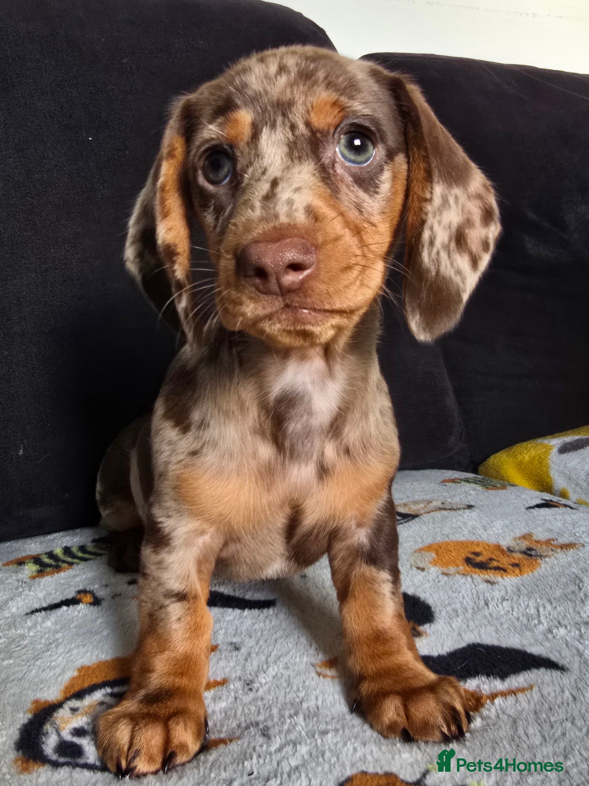 Dachshund dogs Beautiful Dachshund Girls Ready this weekend  - Advert 8