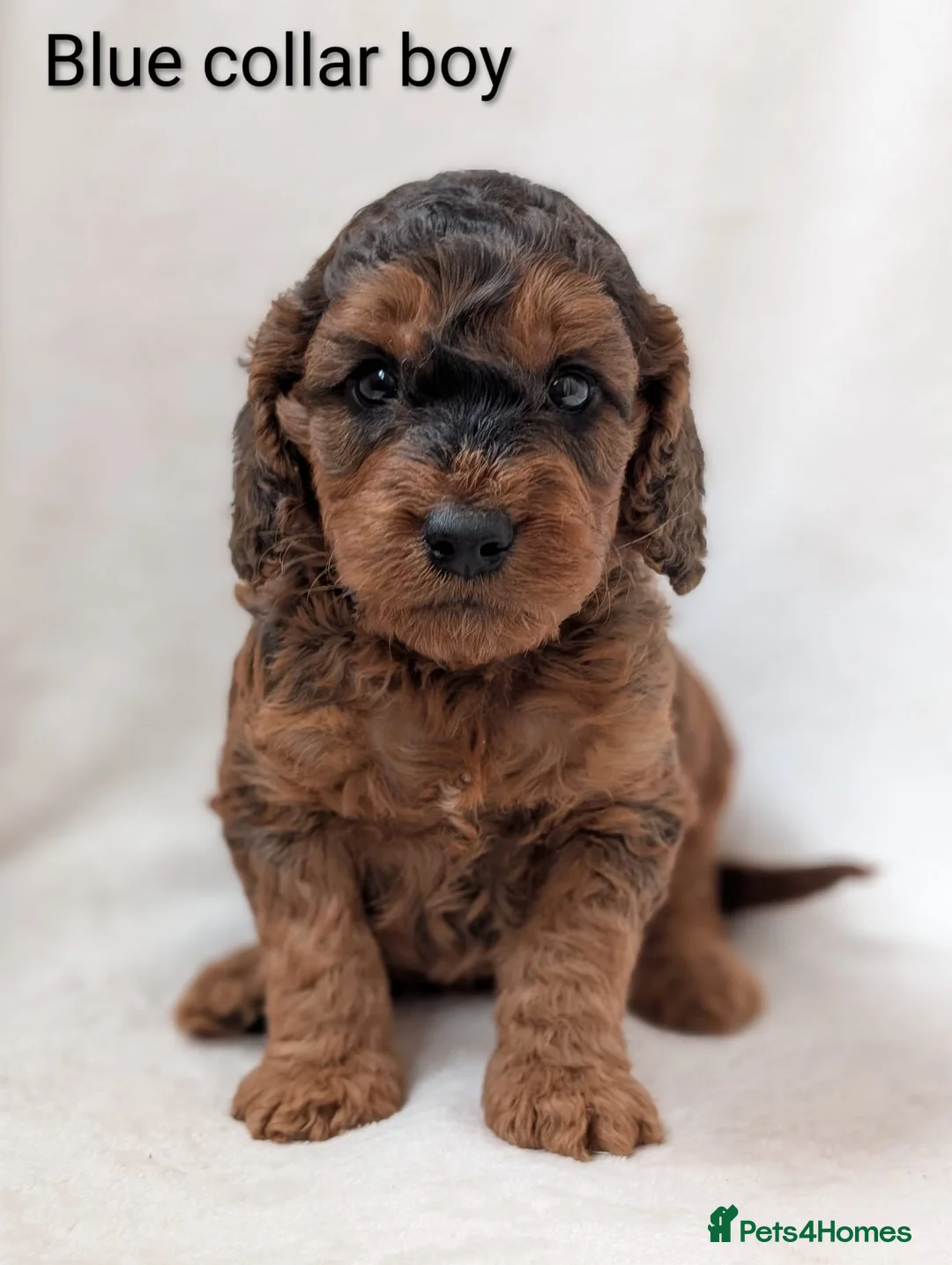 Cockapoo dogs for sale: Adorable Cockapoo Puppies - Advert 1