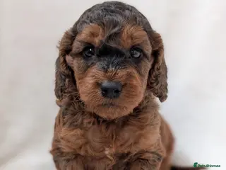 Cockapoo dogs Adorable Cockapoo Puppies - Advert 2