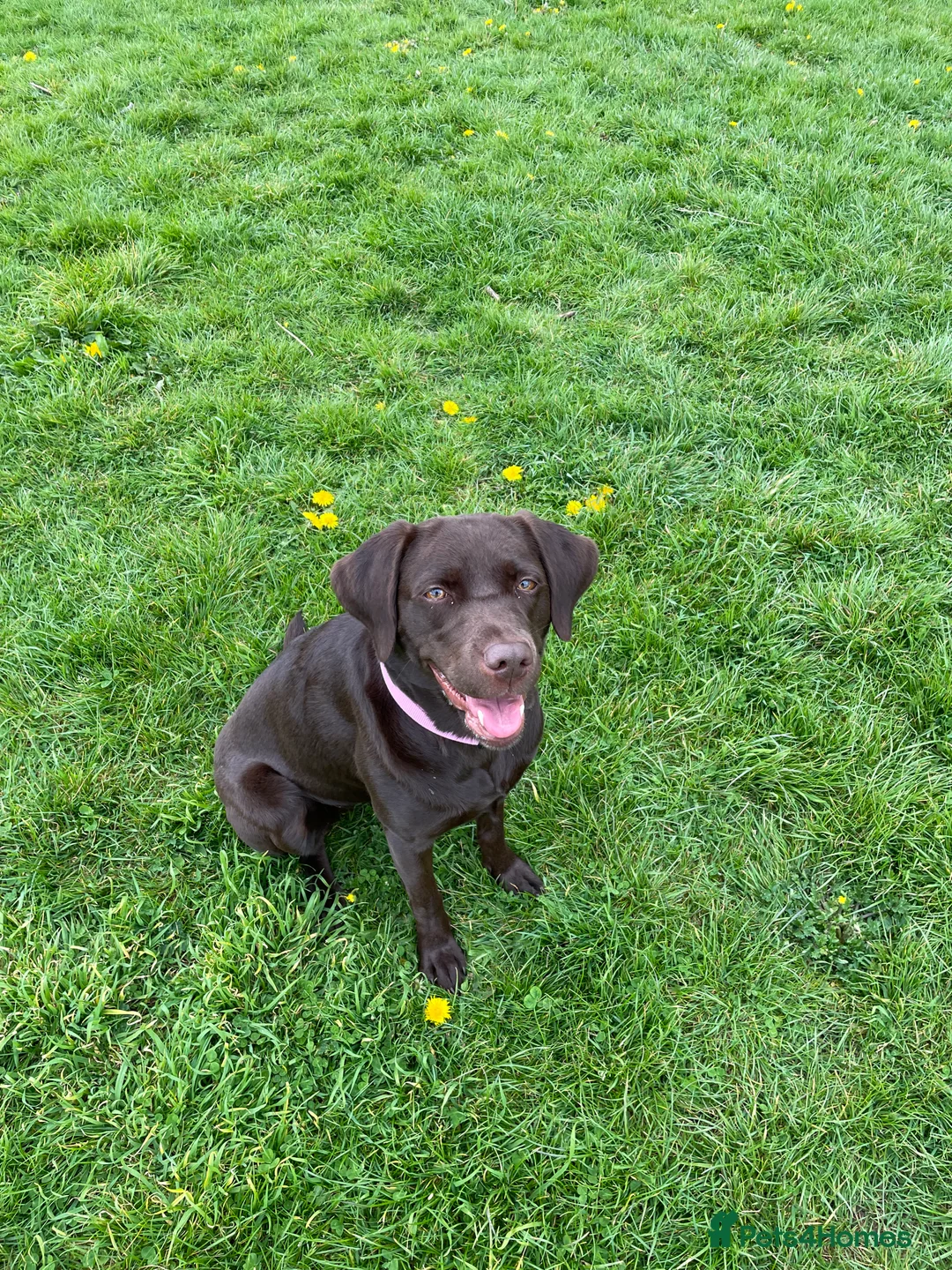 Labrador Retriever dogs for sale: Chocolate female Labrador  - Advert 5