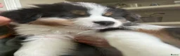 Australian Shepherd dogs for sale: Australian Shepherd puppies - Merles /Tris - Advert 15