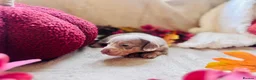 Miniature Dachshund dogs for sale: Beautiful Miniature Dachshund Puppies  - Advert 8