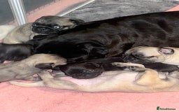 Pug dogs for sale: Puppies - Image 19