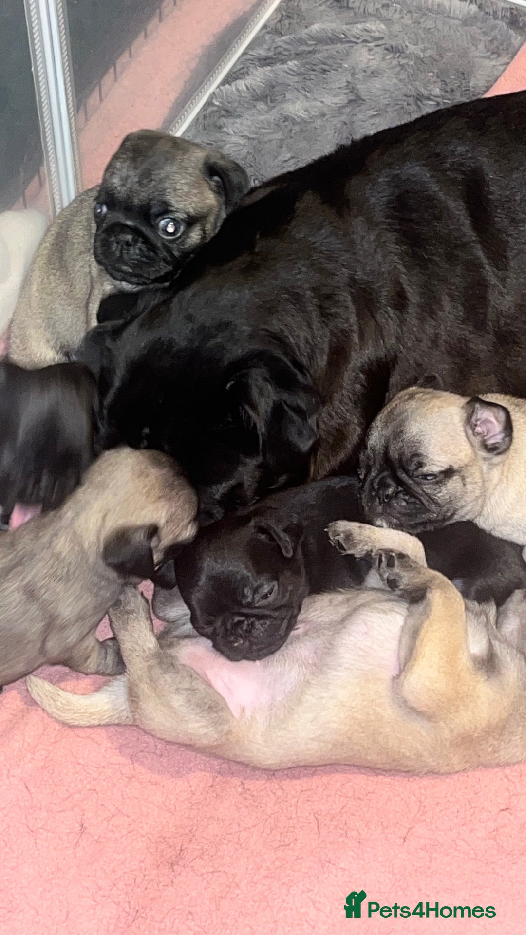 Pug dogs for sale: Puppies - Image 19