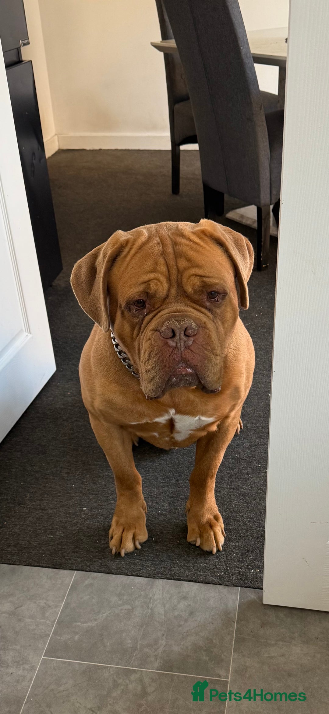 Dogue De Bordeaux dogs for sale: Dogue de Bourdaux  - Image 4