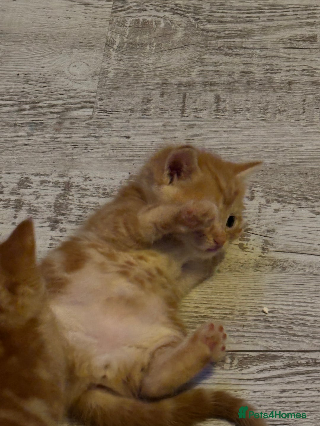 Ragdoll cats for sale: !!!Ready to reserve Ragdoll babies!!!  - Advert 9