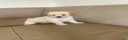 Cavapoo dogs for sale: Beautiful f2b cavapoo puppy’s  in Huntingdon - Advert 7