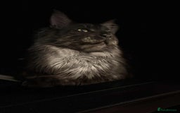 Maine Coon cats for sale: GCCF & TICA Reg Affectionate Maine Coon kittens - Image 38