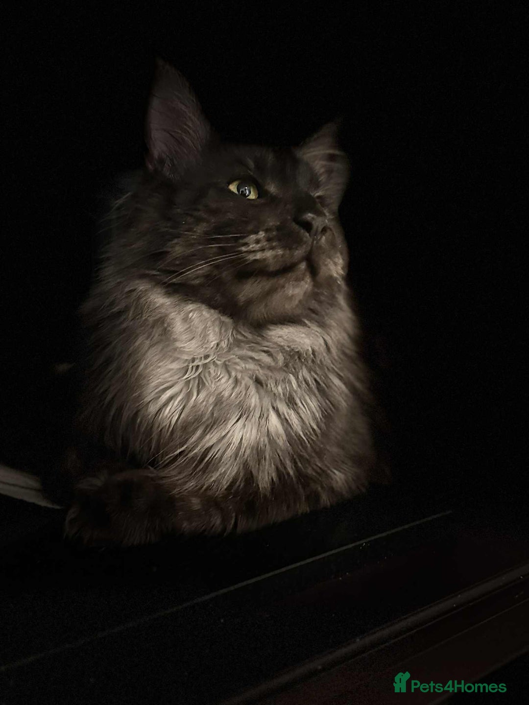 Maine Coon cats for sale: GCCF & TICA Reg Affectionate Maine Coon kittens - Image 38