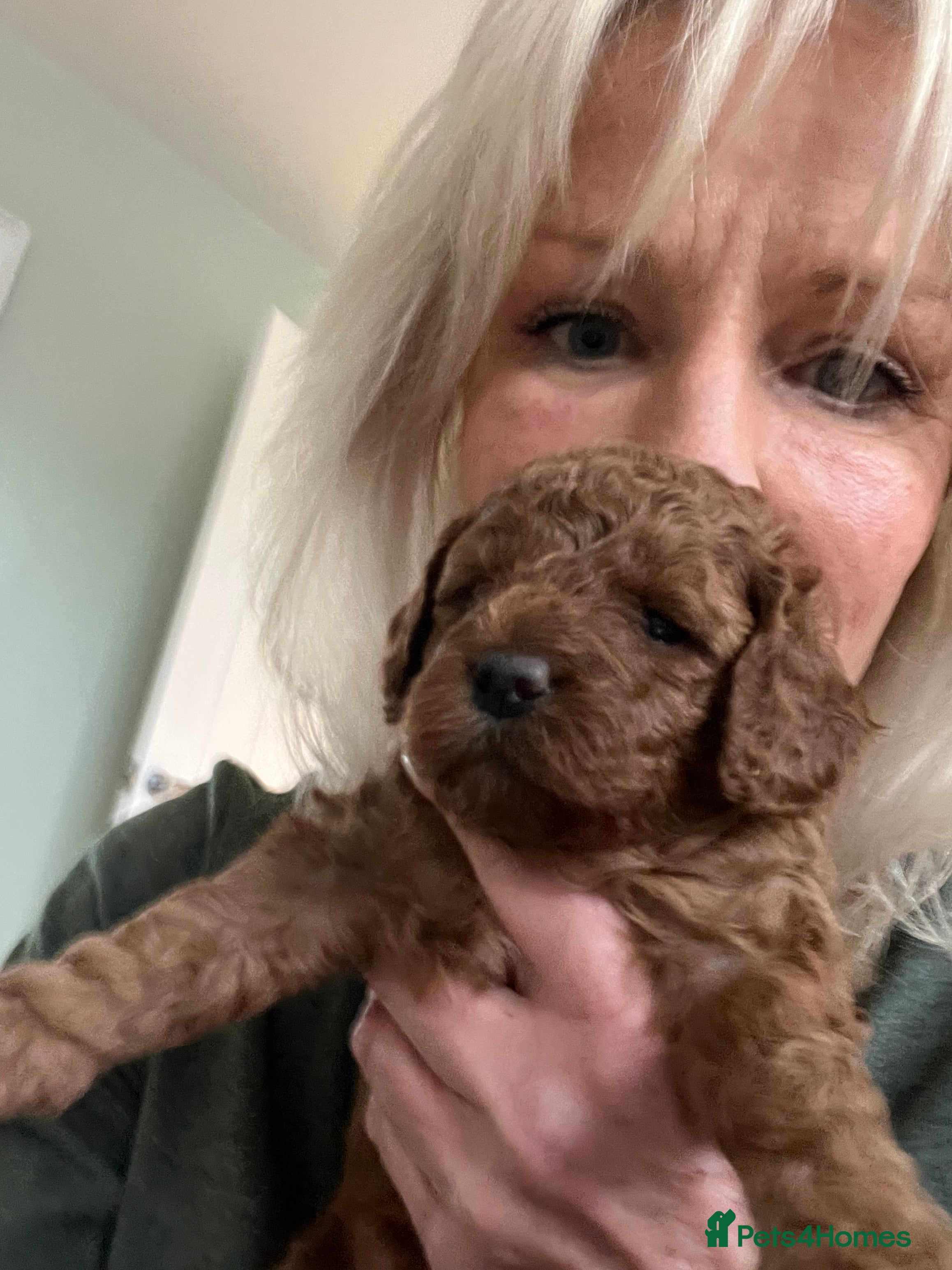 Cavapoo dogs Stunning cavapoos  - Advert 14