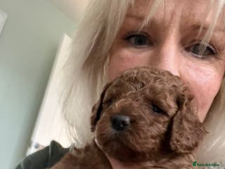 Cavapoo dogs Stunning cavapoos - Advert 14