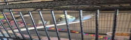 Budgerigars birds for sale: Exhibition budgies and cage in Bury Saint Edmunds - Advert 3