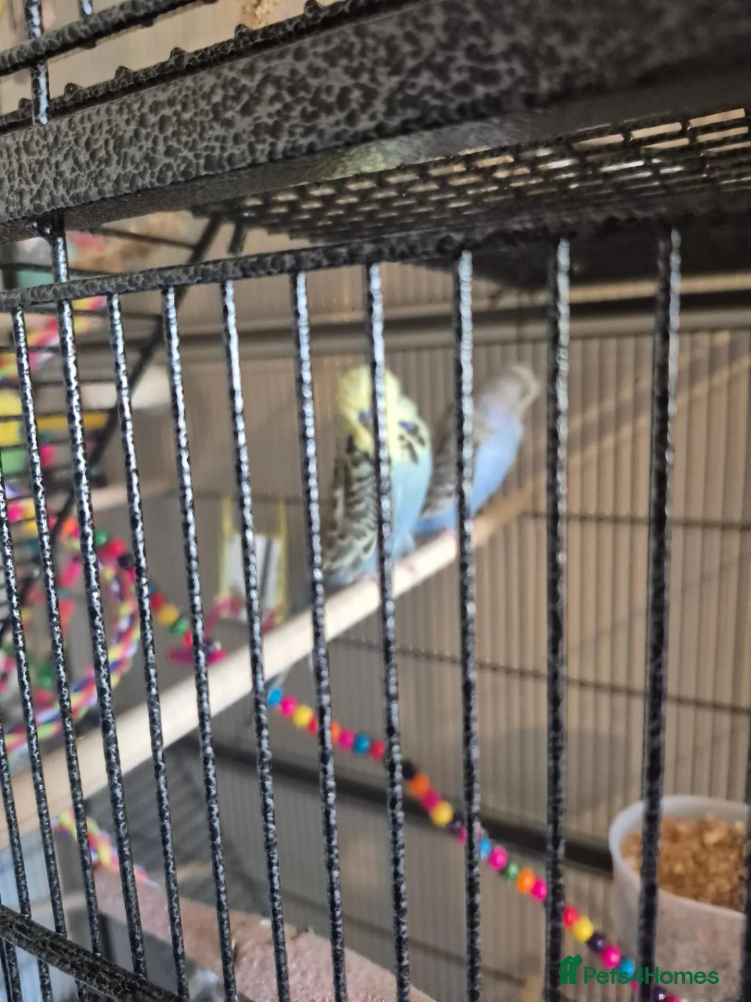Budgerigars birds for sale: Exhibition budgies and cage in Bury Saint Edmunds - Advert 3
