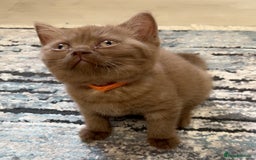 British Shorthair cats for sale: Pure cinnamon British short hair - Image 1