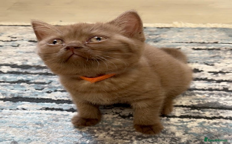 British Shorthair cats - Advert 2