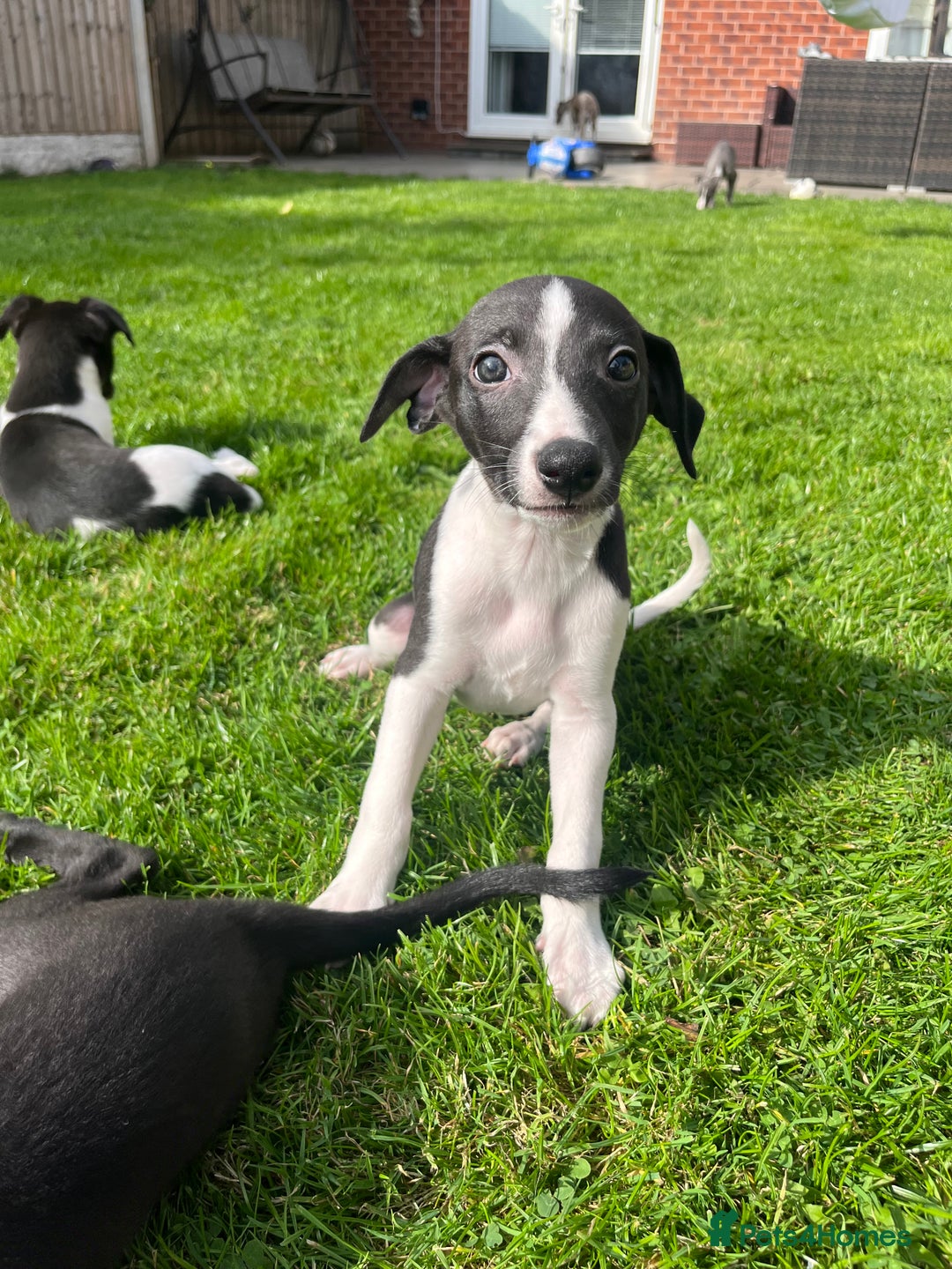 Whippet dogs for sale: Whippets  - Image 8