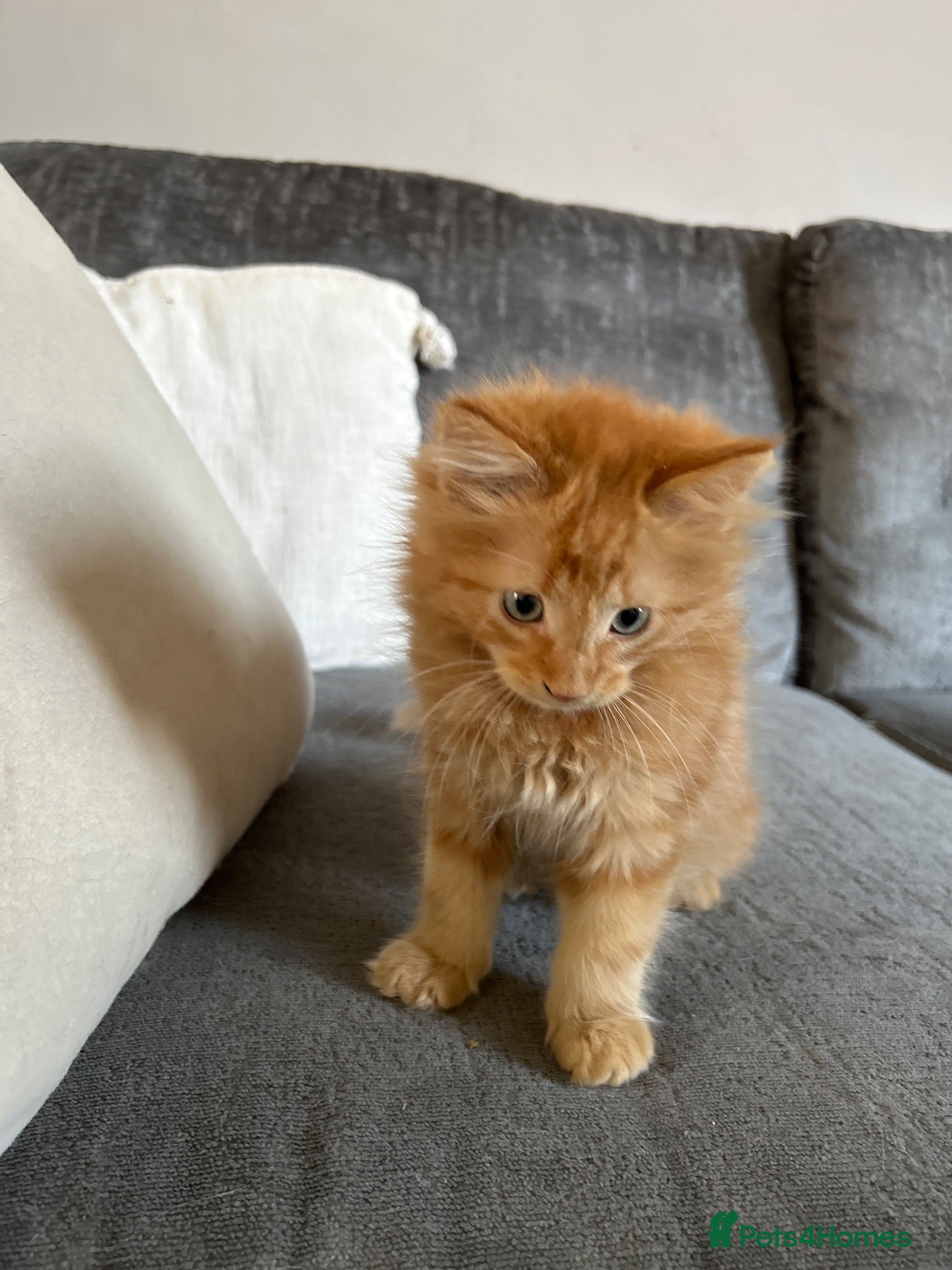 Mixed Breed cats Beautiful baby ginger kittens  - Advert 2
