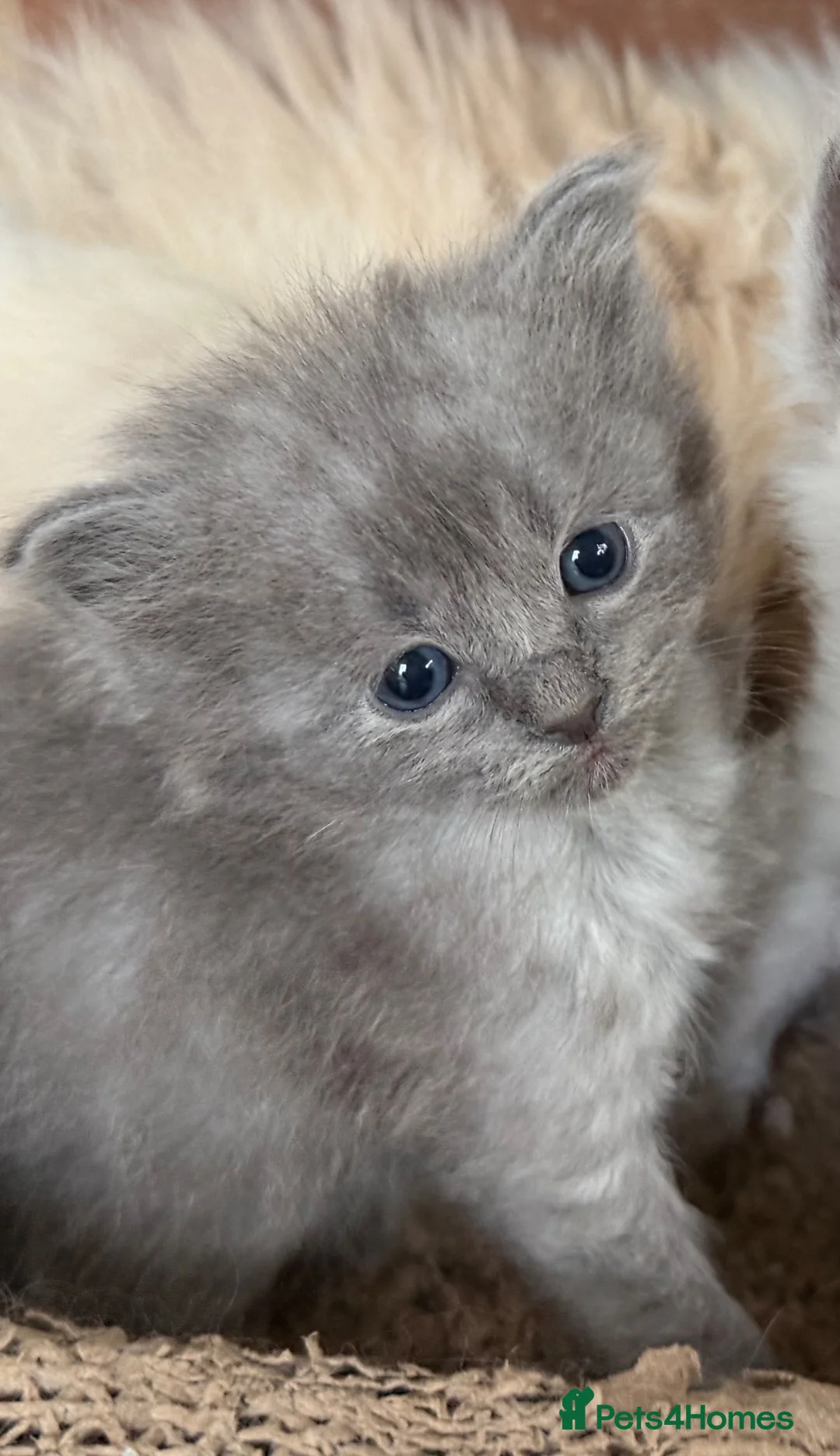 Ragdoll cats for sale: Ragdoll x British Short Hair - Advert 2