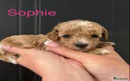 Miniature Poodle dogs for sale: Stunning minature poodle puppies  - Image 10