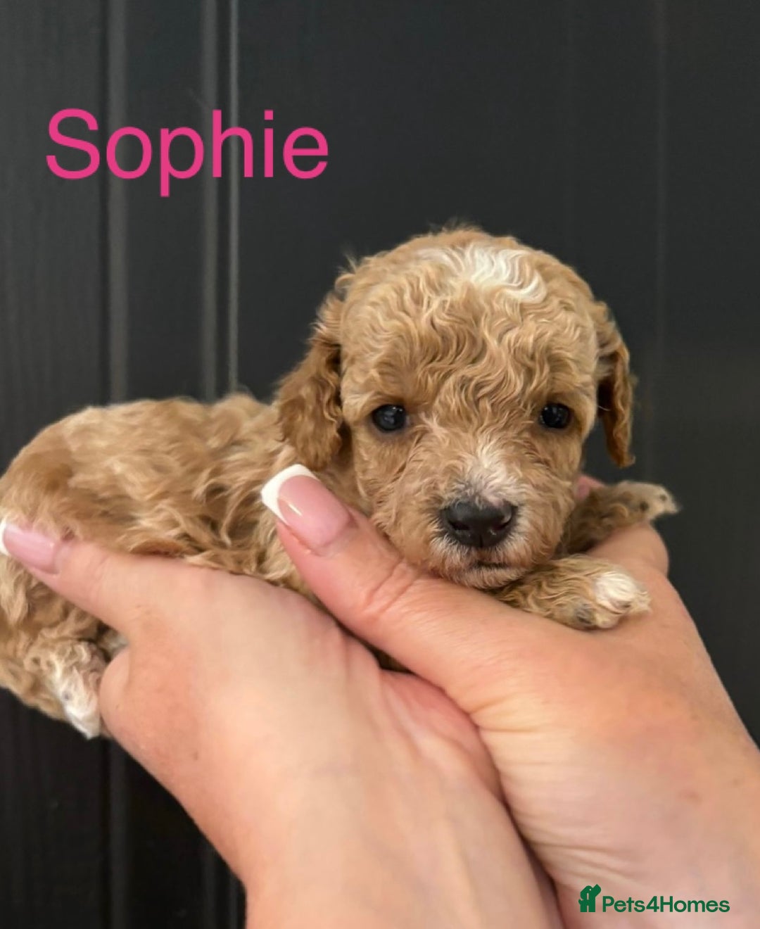 Miniature Poodle dogs for sale: Stunning minature poodle puppies  - Image 10
