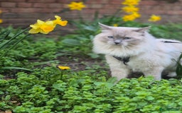 Ragdoll cats for sale: Beautiful Ragdoll Kittens, GCCF & Tica Registered - Image 37