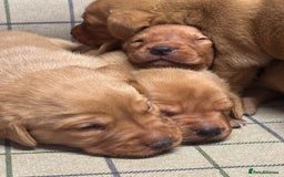 Labrador Retriever dogs for sale: Gorgeous KC Red Labrador Pups - Image 3