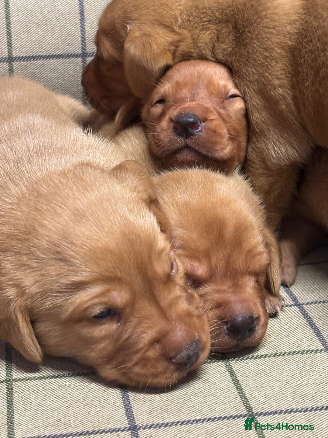 Labrador Retriever dogs for sale: Gorgeous KC Red Labrador Pups - Image 3