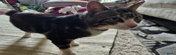 Mixed Breed cats for sale: Cat without tail in London - Advert 2