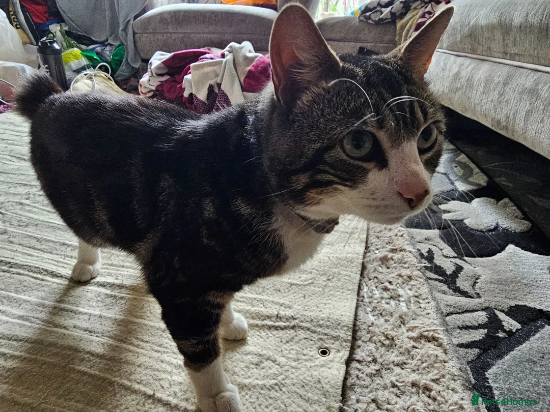 Mixed Breed cats for sale: Cat without tail in London - Advert 2