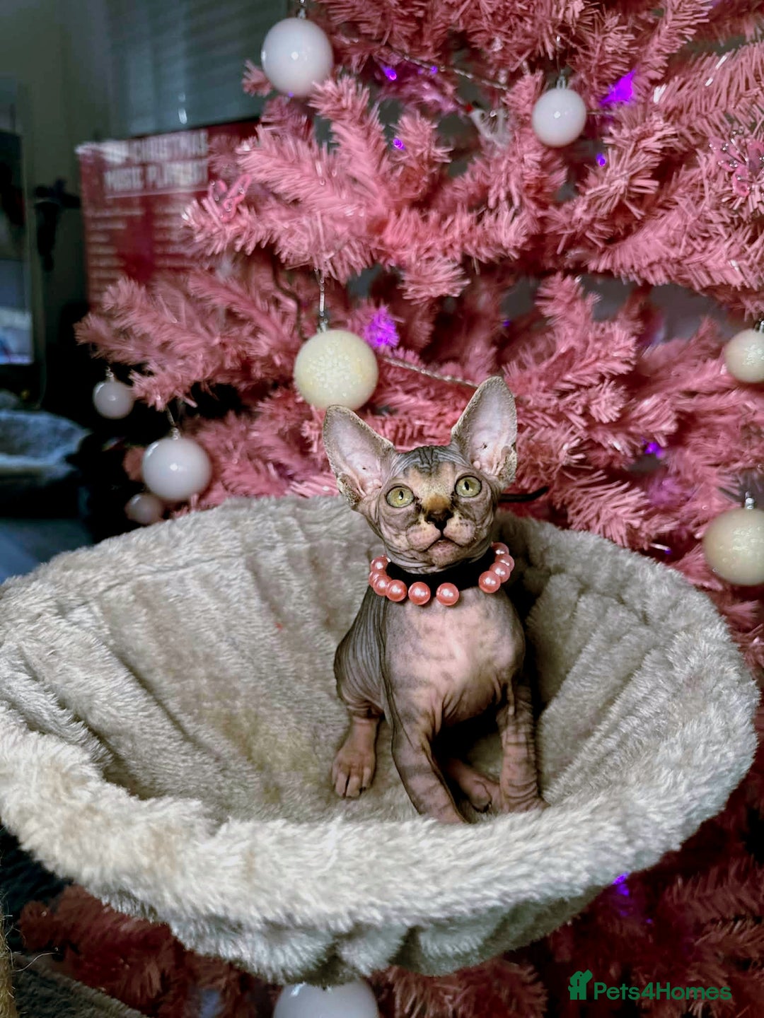 Sphynx cats for sale: 🌟 Stunning Sphynx & Elf Kittens  - Advert 12