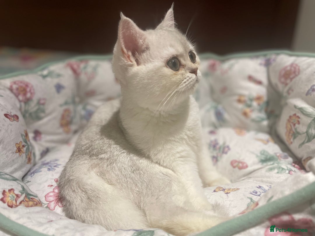 Scottish Fold cats for sale: Kittens 5  - Image 22