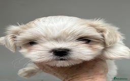 Shih Tzu dogs for sale: Imperial shihtzu puppies  - Image 12