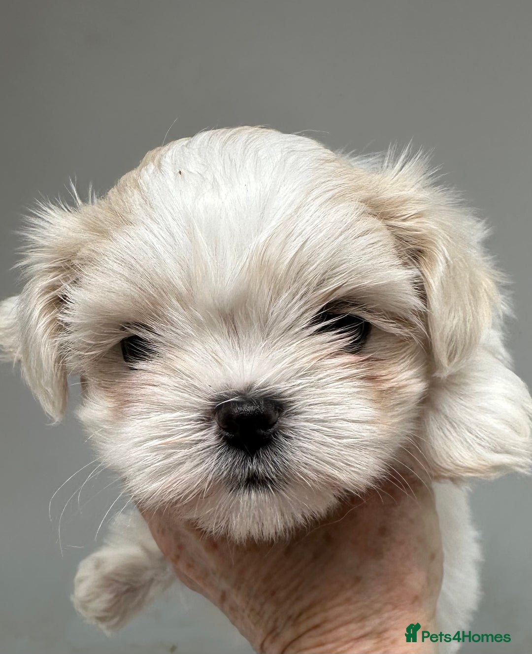 Shih Tzu dogs for sale: Imperial shihtzu puppies  - Image 12