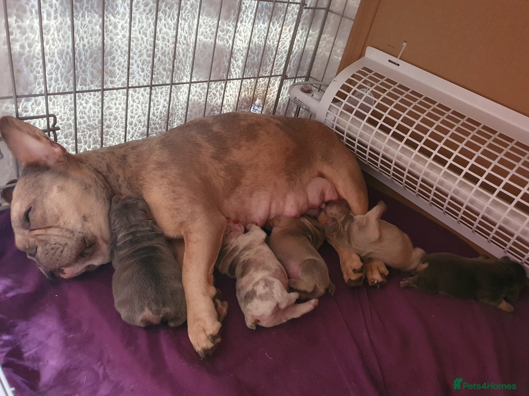 French Bulldog dogs for stud: Kye - Lilac and Tan Frenchie in St Albans - Advert 8