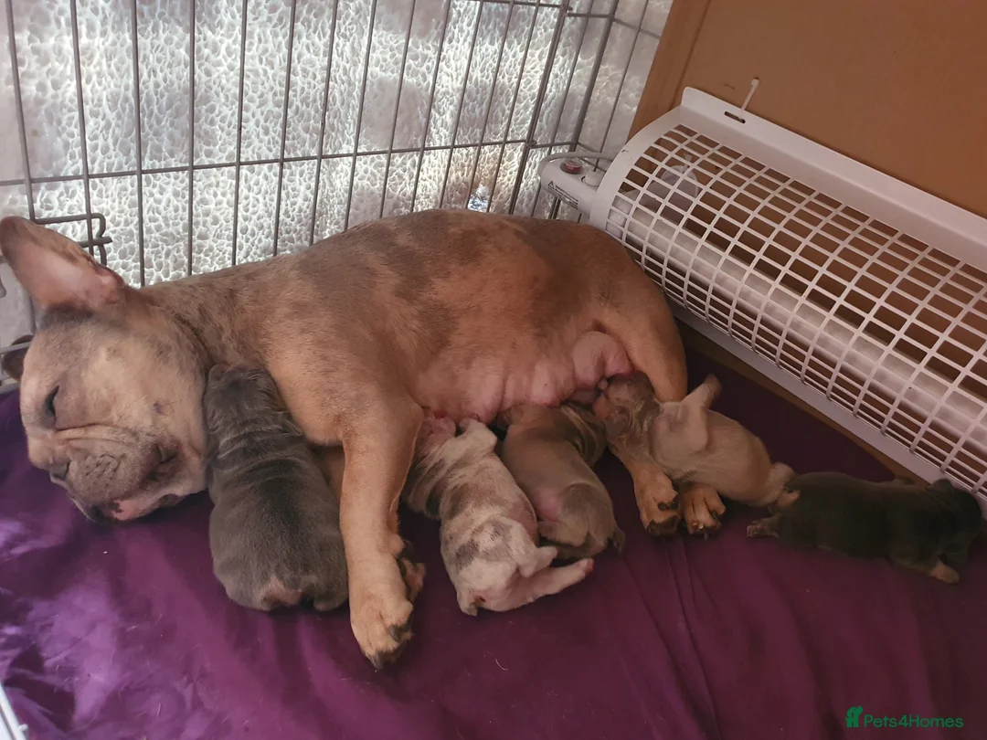 French Bulldog dogs for stud: Kye - Lilac and Tan Frenchie in St Albans - Advert 8