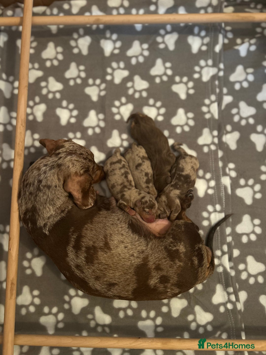 Miniature Dachshund dogs for sale: Chocolate dapple miniature dachshunds  - Advert 10