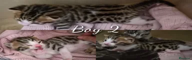 Bengal X Kitten 2