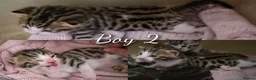 Mixed Breed cats for sale: 3 Beautiful Bengal x DSH male Kittens for Sale in Colchester - Advert 2