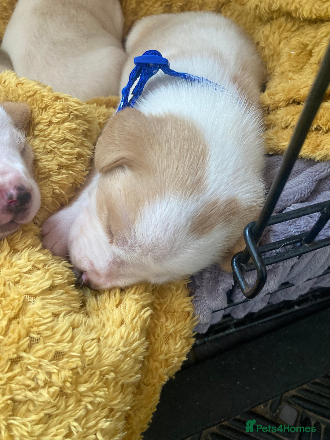 Beagle dogs for sale: Beautiful pedigree beagle pups - Image 3