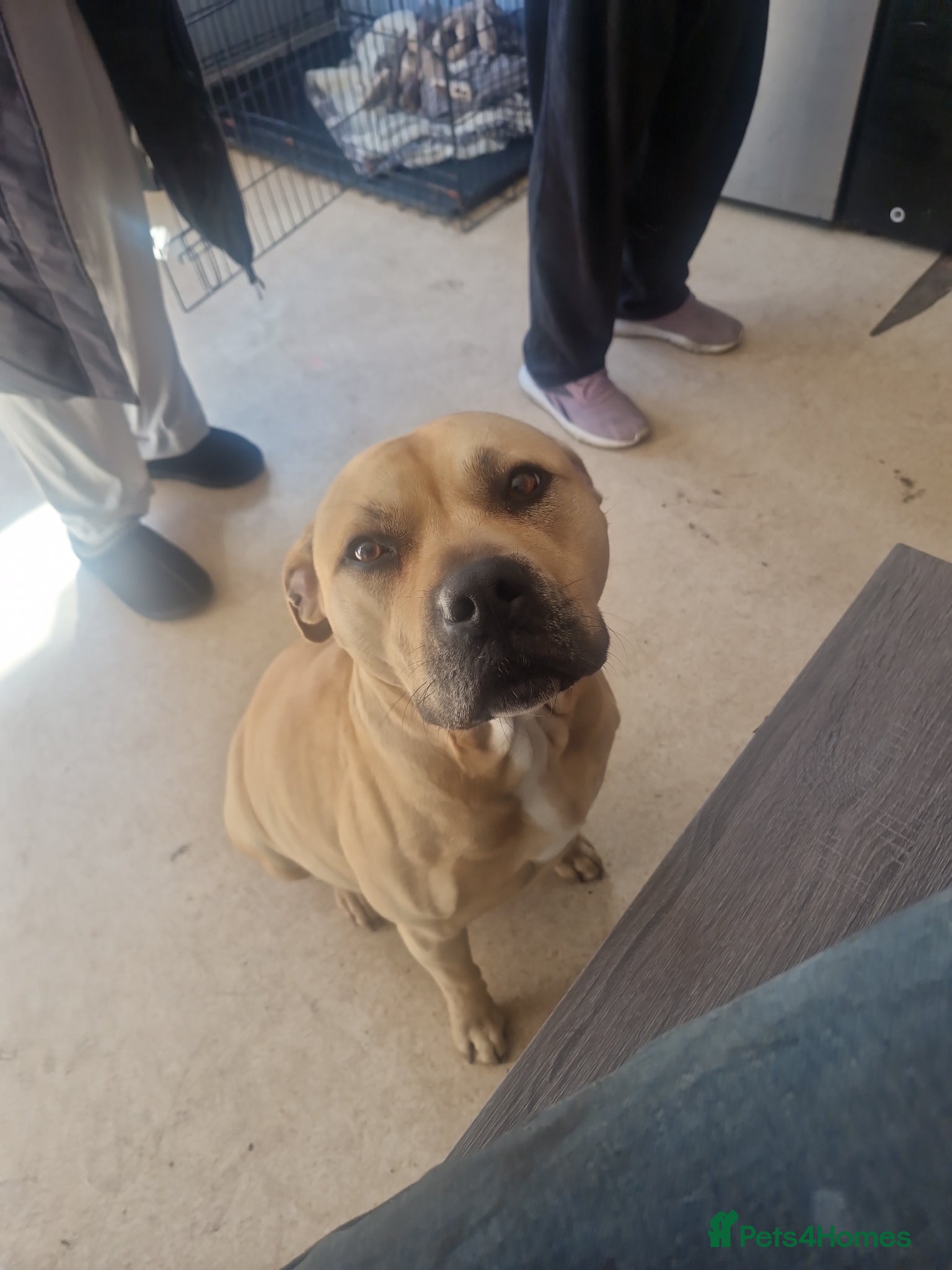 Mixed Breed dogs Husky x staffy pups - Advert 3