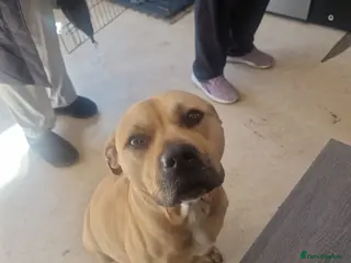 Mixed Breed dogs Husky x staffy pups - Advert 7