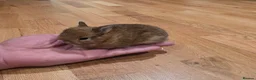 Netherland Dwarf rabbits for sale: Netherland dwarf  - Advert 6